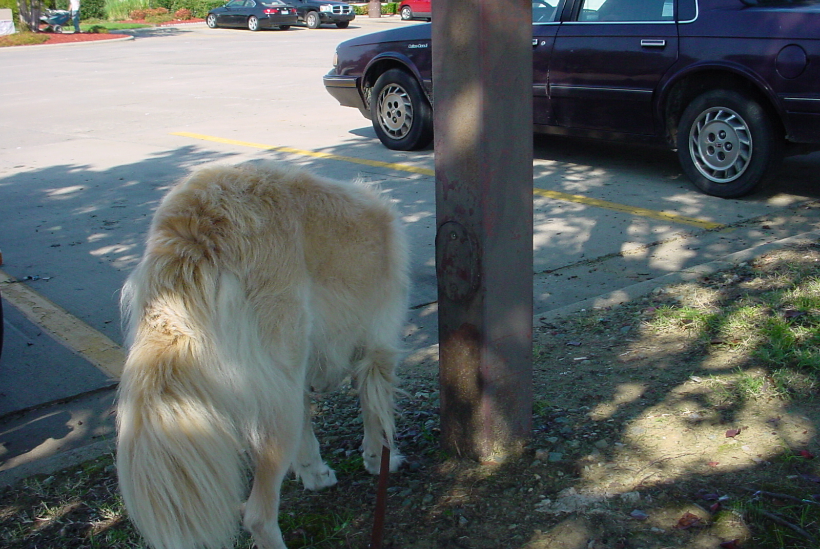 Dog smelling a post