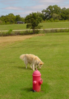 Checking out a plastic fire hydrant